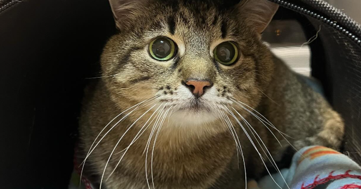 Кіт Степан занедужав через стрес