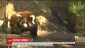У США в зоопарку показали відвідувачам дитинча червоної панди