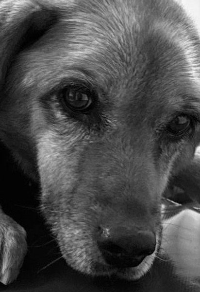 Собака Найда