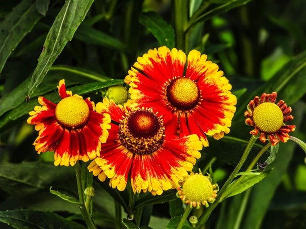 Геленіум / © Credits