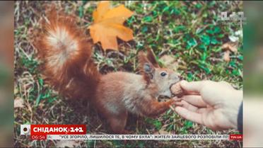 У Нью-Йорку білка атакує людей