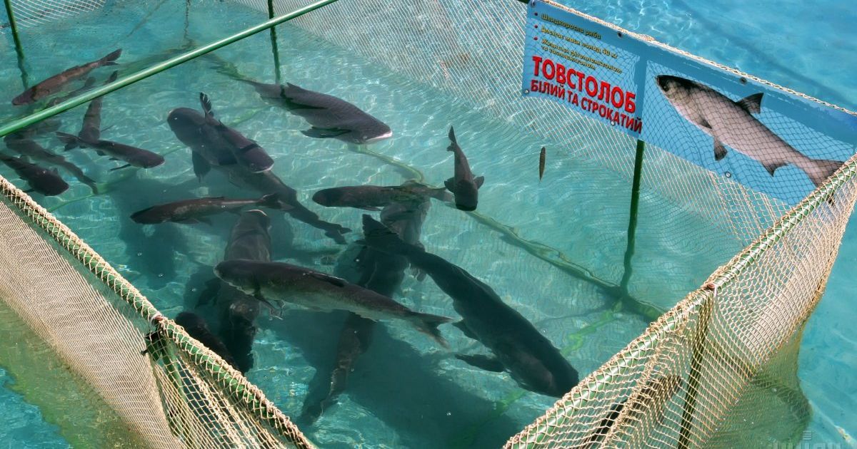 У Київське море випустили 10 тисяч товстолобів