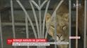 На Тернопольщине 13-летнего мальчика искалечила львица