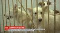 Мешканці багатоповерхівки в Києві змусили сусіда віддати волонтерам з десяток його псів