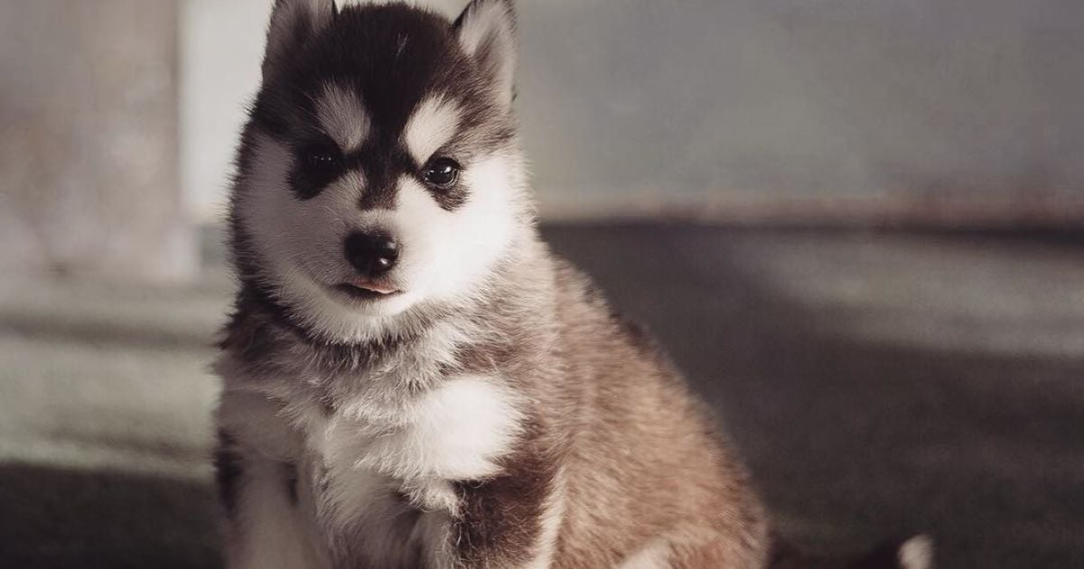 Девушка заинтересовалась этой породой три года назад / © Instagram.com/@erikaeasy