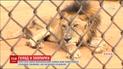 У Венесуельському зоопарку маленьких тварин можуть згодувати сильнішим