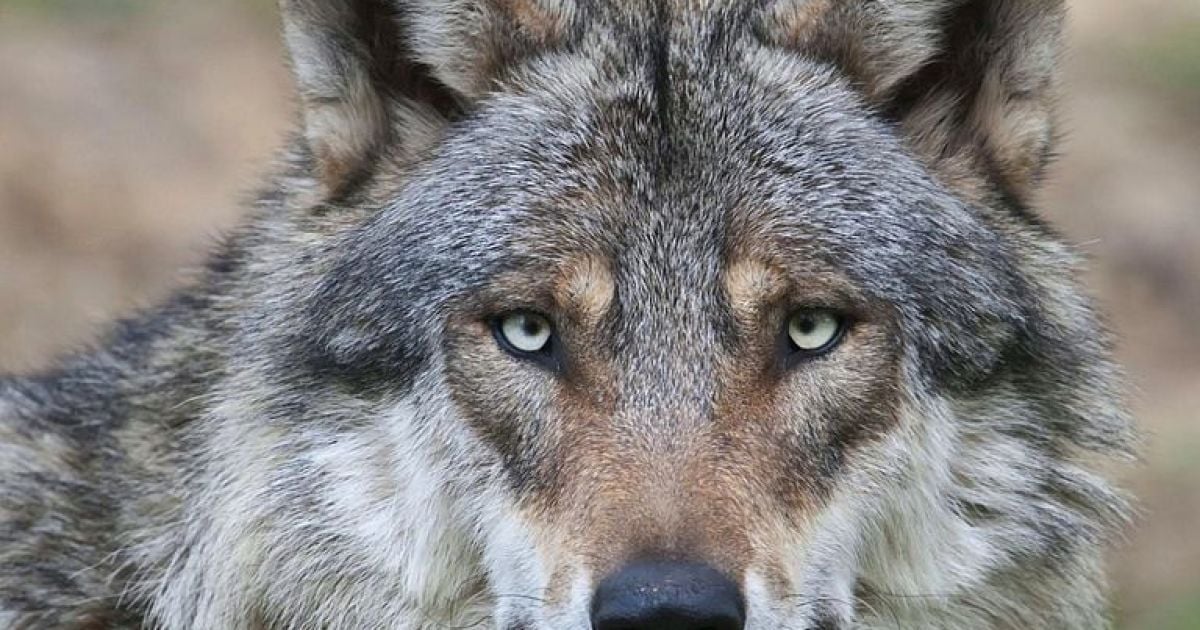 Тест на внимательность