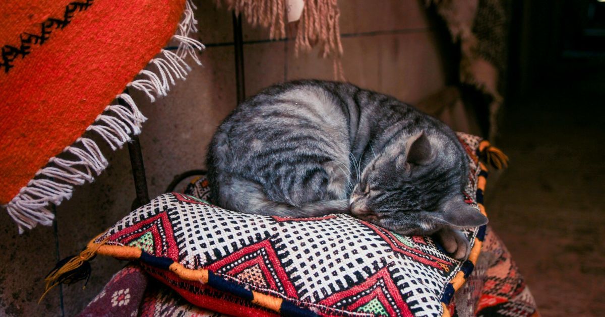 Чи можна будити кота