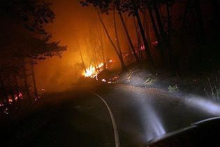 На Донеччині горить 77 га лісу