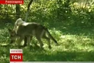 Міліція виховує вовків