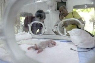 Панда вперше народила потомство з замороженої сперми