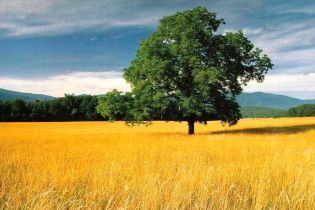 Продаж сільгоспземель дозволять наступного року