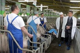 Ющенко відвідав свиноферму та поїде на маслозавод