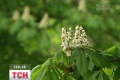 Каштани