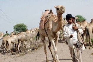 В Ємені викрали 9 іноземців, серед них – троє дітей