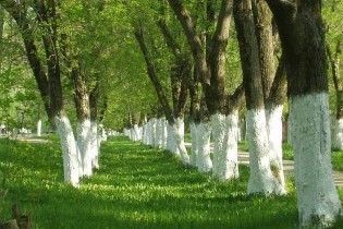 Дівчинка втратила зір після біління дерев у школі