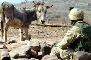 На вибори в Афганістані мобілізували 3000 віслюків