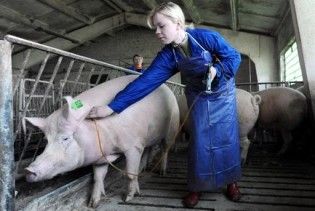 На свинячий грип захворіли 60 білорусів, але у них "епідемії немає"