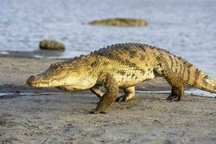 Чоловіків посадили на 2 роки за знущання з вагітного крокодила