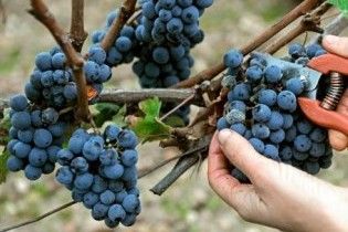 Виноробам зменшать ліцензію на торгівлю в 640 разів