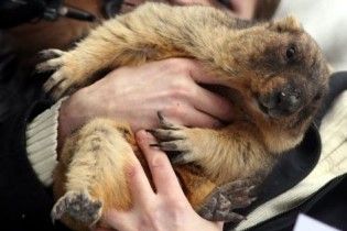Український бабак передбачив ранню і теплу весну