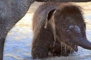 Ченці благословили австралійське слоненя