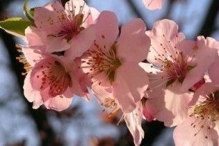 Погода в Україні на п’ятницю, 16 квітня