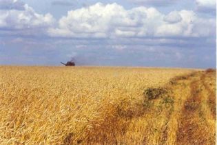 Уряд створить резерв зерна