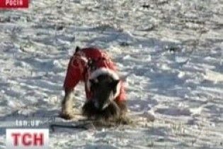 В Росії почали розміщувати рекламу на собаках