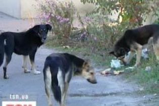 Київ знову бореться з бездомними собаками (відео)