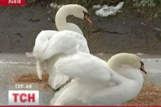 Львівські МНСники врятували від смерті лебедів (відео)