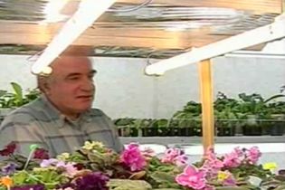 У квартирі одесит зібрав найбільшу в Європі колекцію фіалок (відео)