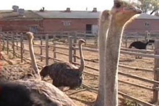 Страуси врятували фермерів (відео)