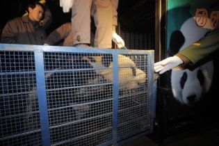 Китай зробив крок назустріч Тайваню: подарував двох панд