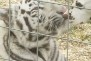 Кохання з першого погляду спалахнуло між тигрицею і долматинцем (відео)