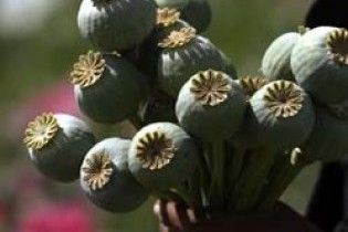 На Донеччині жінка виростила 2 тисячі кущів снодійного маку