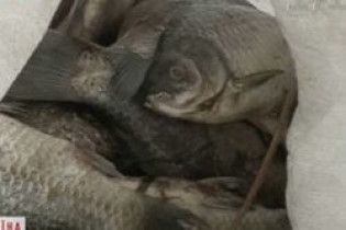 У Бердичеві мешканці підтопленого будинку розводять у підвалі рибу