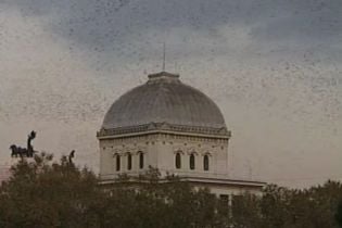 Рим тероризує зграя птахів (відео)