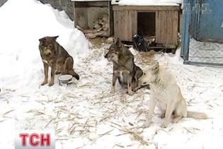 Київські ветклініки переповнені тваринами, які постраждали через ожеледицю