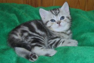 Кошеня Ющенка виписали з лікарні