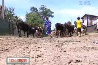 Більше 100 тисяч корів в Україні щороку гинуть від лейкозу