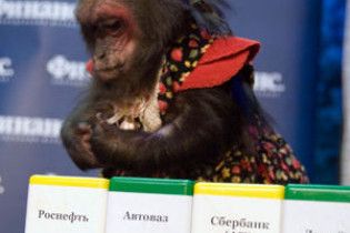 Мавпа обіграла найкращих російських брокерів
