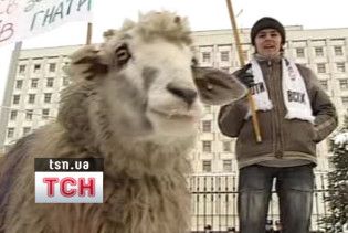 Противсіх зігнав під ЦВК стадо баранів