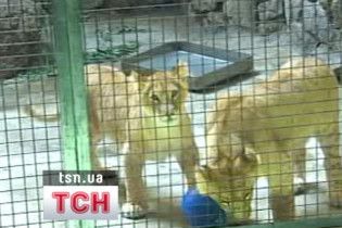 У Київському зоопарку відкривається експозиція молодих левів