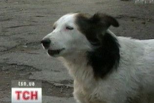 На вулицях Ужгорода розкладаються тіла бродячих собак