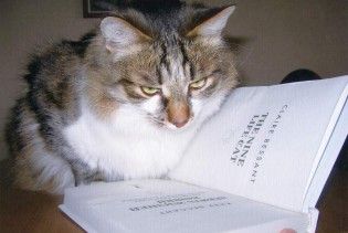 Виховання кота врятувало нелегала від депортації з Великобританії