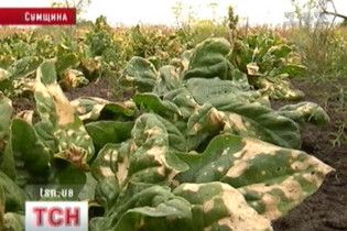 На Сумщині літак полив отрутохімікатами ціле село