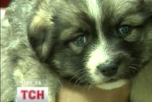 У Бердичеві платять гроші за бездомних тварин