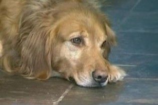 Асоціальний швейцарець заповів дев'ять мільйонів франків бездомним тваринам