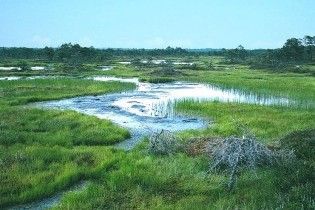 На Полтавщині управління Держкомзему незаконно продало болото